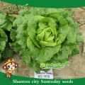 Suntoday légumes F1 bio romaine cos organique en vrac laitue image semer des graines (32001)